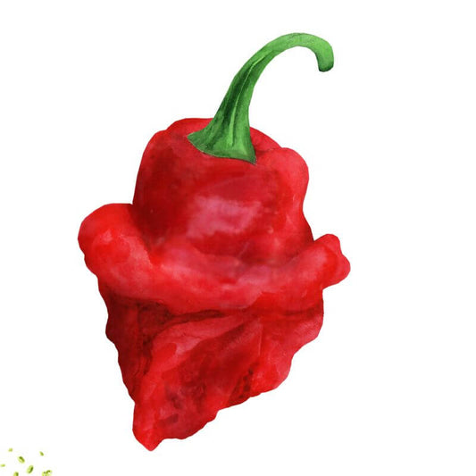 Hot Pepper 'Scotch Bonnet'