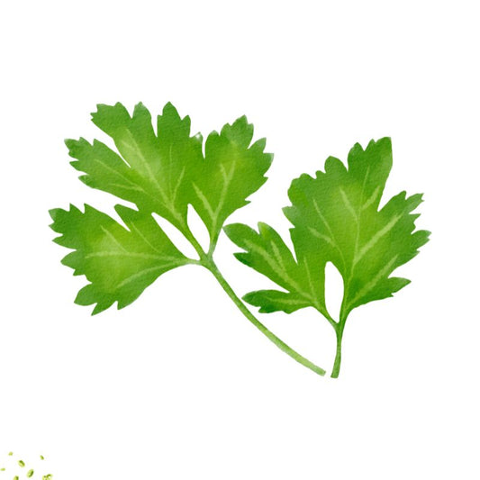 Plain Leaved Parsley