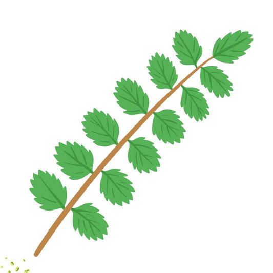 Salad Burnet