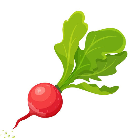 Radish 'Logo'