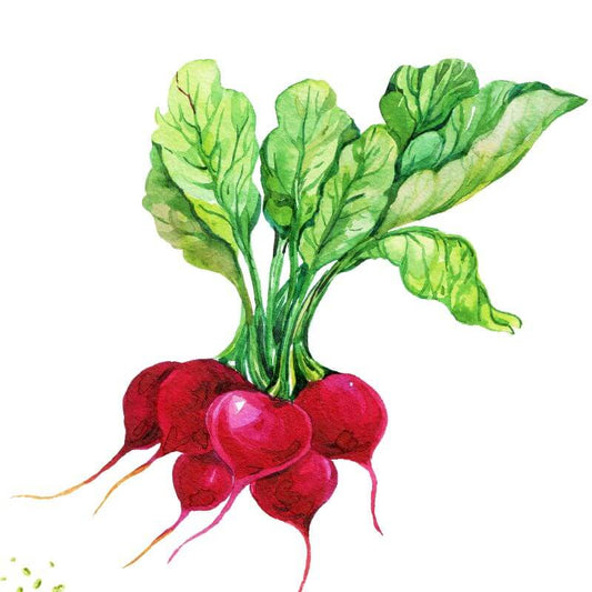 Radish Rainbow MIx