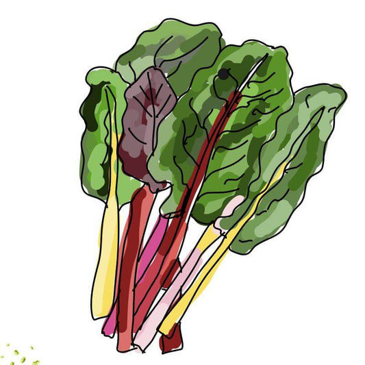 Rainbow Chard