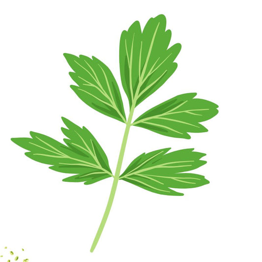 Lovage