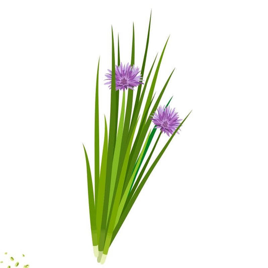 Chives