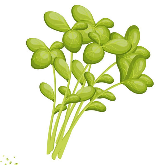 Land Cress