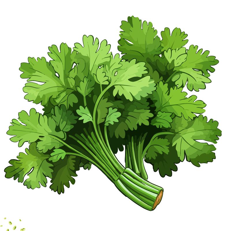 Coriander 'Cruiser'