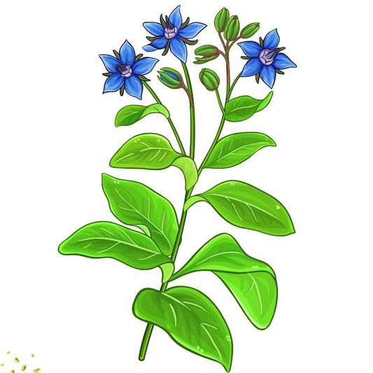 Borage