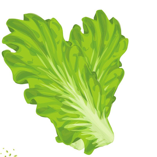 Lettuce 'Little Gem'