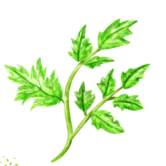 Curled Chervil