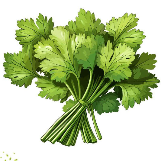 Coriander