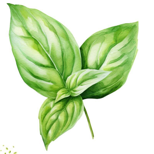 Thai Basil