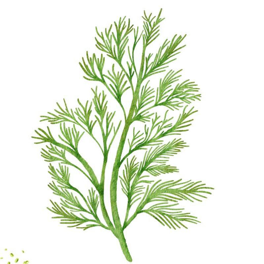 Dill