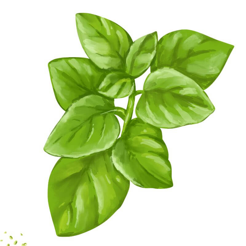 Basil Bush