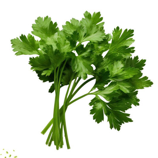 Coriander 'Calypso'